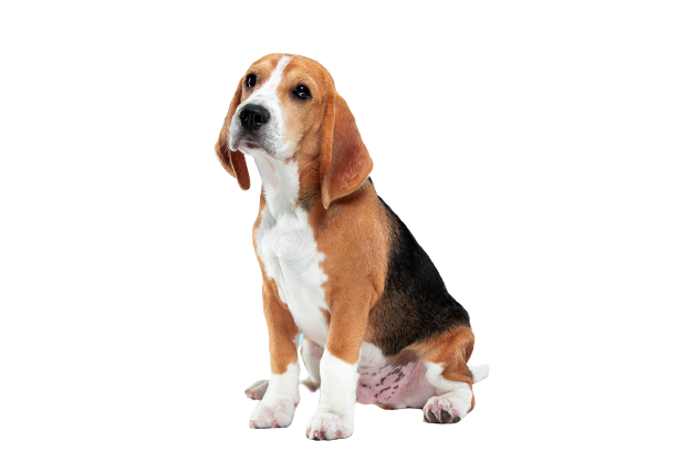 beagle